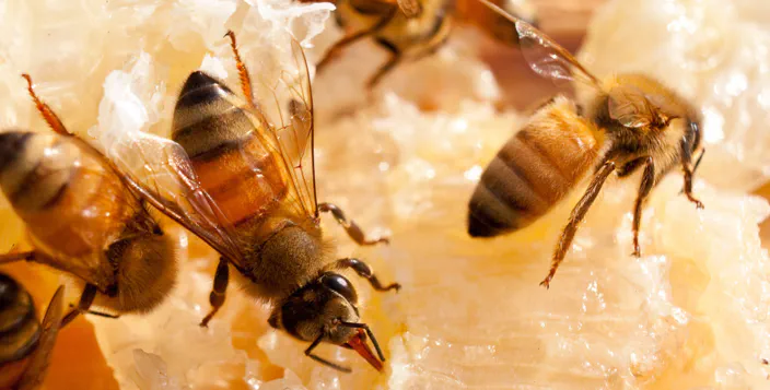 A close up of several honey bees on wax.