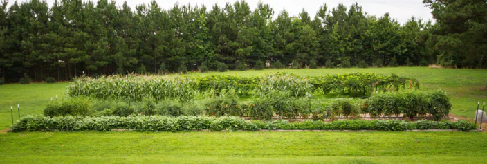 Several long raised beds with vegetables in front of rows of muscadines.