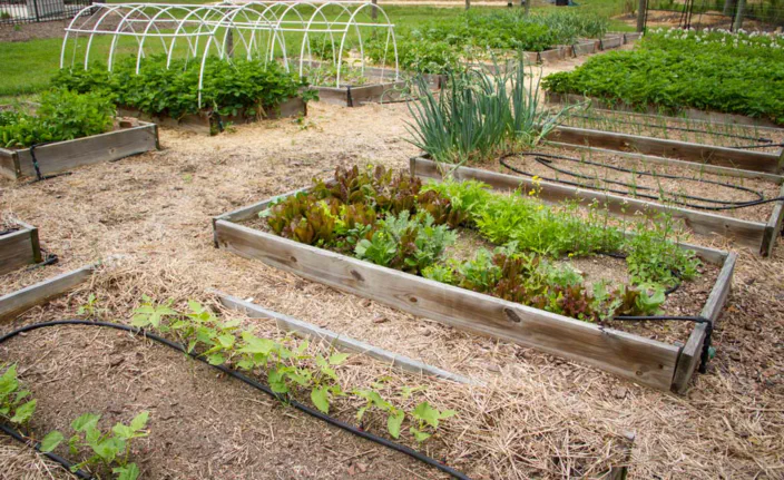 Several raised garden beds planted with lettuce, onions, and other vegetables.