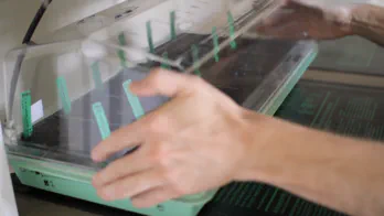 A plastic dome is placed over a seed tray.