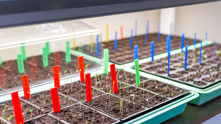 Several small labeled seedlings in trays.